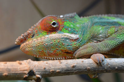 Close-up of lizard on tree