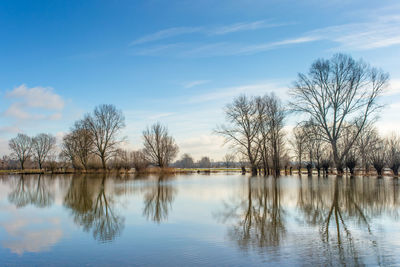 Reflection of trees on water