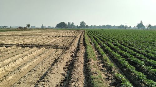 Scenic view of agricultural field against sky