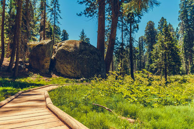 Footpath amidst trees in forest