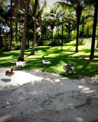 Birds in park