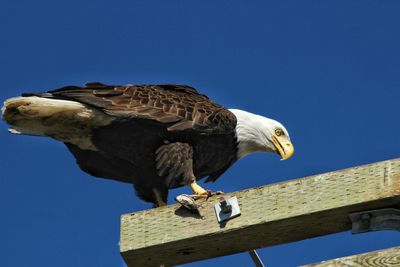 Low angle view of eagle perching on blue sky