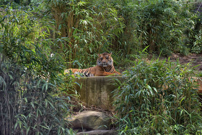 Portrait of cat in a forest