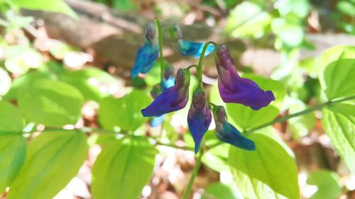 Close-up of purple flowers blooming in park