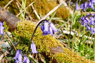 Close-up of purple flowers blooming in field