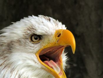 Close-up of an animal