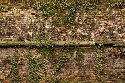 Close-up of creepers on the wall
