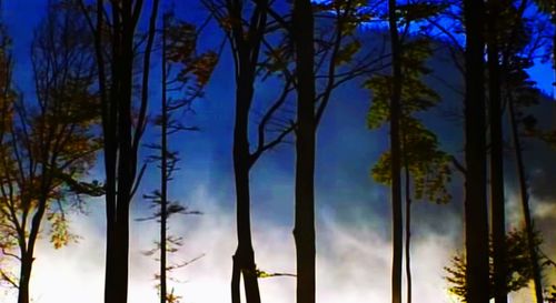 Low angle view of silhouette trees against sky