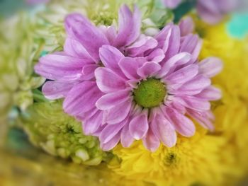 Close-up of pink flower blooming outdoors