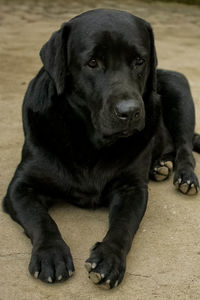 Close-up portrait of black dog sitting