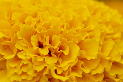 Full frame shot of yellow flower
