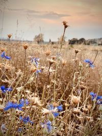 Close-up of purple flowering plants on field