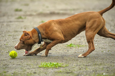 Dog playing with ball in mouth