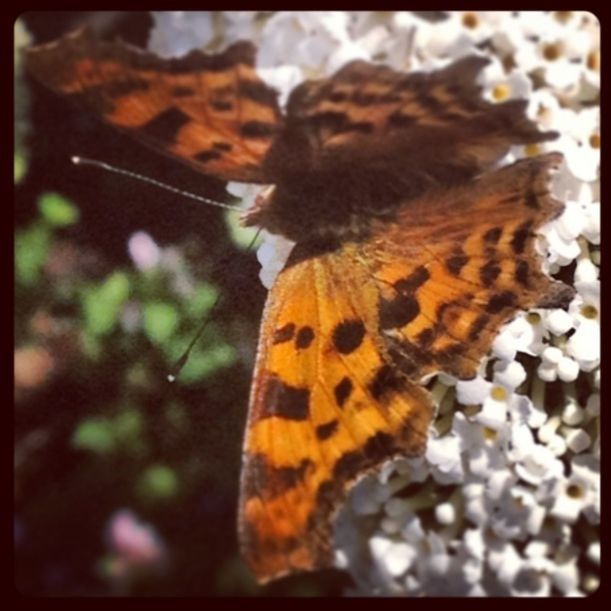 animal themes, one animal, animals in the wild, wildlife, insect, butterfly - insect, transfer print, animal markings, close-up, butterfly, auto post production filter, focus on foreground, natural pattern, selective focus, nature, animal wing, beauty in nature, perching, outdoors, day