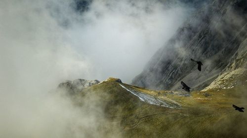 Birds flying over mountain during foggy weather