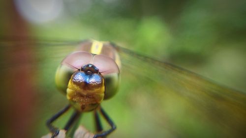 Close-up of an insect on plant