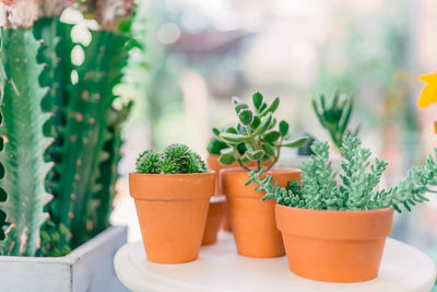 Close-up of potted plant on table