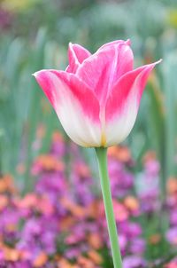 Close-up of pink crocus flower