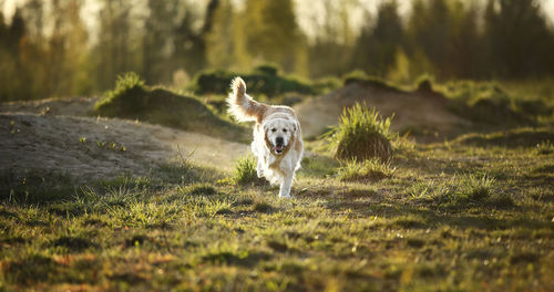 Dog running in a field