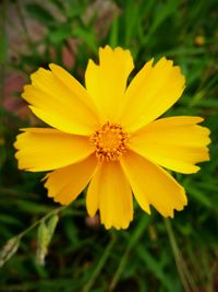 Close-up of yellow flower blooming outdoors
