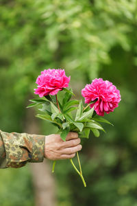 Close-up of hand holding pink flowering plant