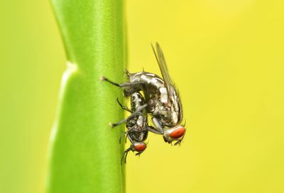 Close-up of dlies insect mating on leaf