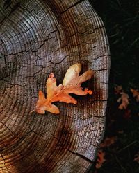 Close-up of leaf on tree stump
