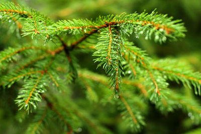 Close-up of pine tree