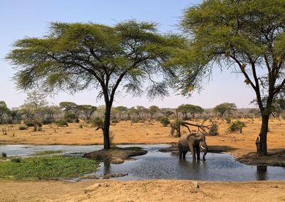 View of trees on landscape