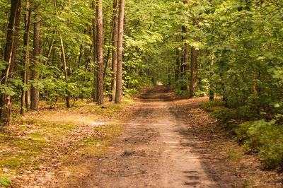 Dirt road amidst trees in forest