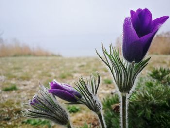 Close-up of purple crocus flowers on land