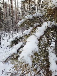 Snow covered pine trees in forest during winter