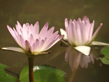 Close-up of pink water lily