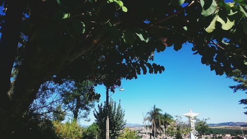 Low angle view of trees