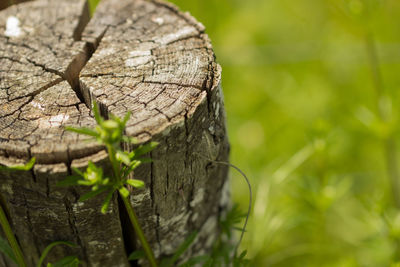 Close-up of tree trunk