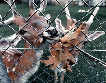 Close-up of deer seen through chainlink fence