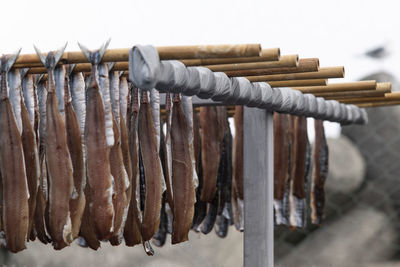 Close-up of drying fishes which are herrings and saury
