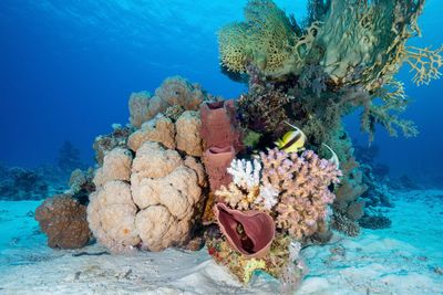 Colourful corals against the blue of the red sea