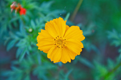 Close-up of yellow flower against blurred background