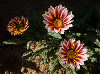 Close-up of pink daisy flowers