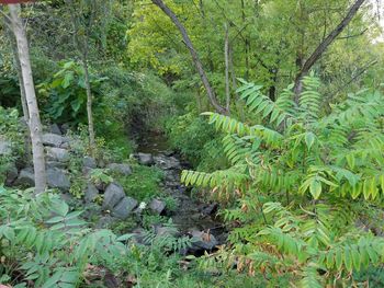 Scenic view of forest