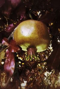 Close-up of fruits on tree