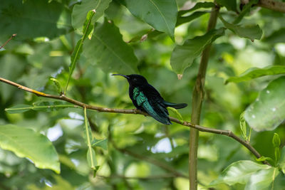 Bird perching on a branch