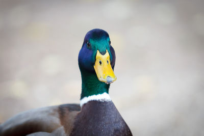 Close-up of a bird