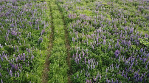 Purple flowering plants on field