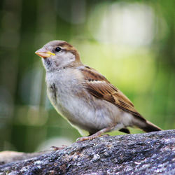 Close-up of bird perching on wood