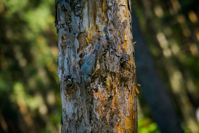 Close-up of lizard on tree trunk