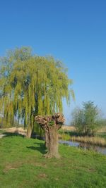 Trees on field against clear sky