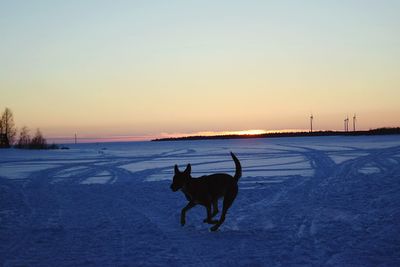 Silhouette dog on snow field against clear sky during sunset
