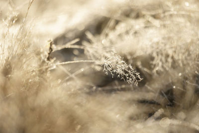 Close-up of frozen dandelion on field